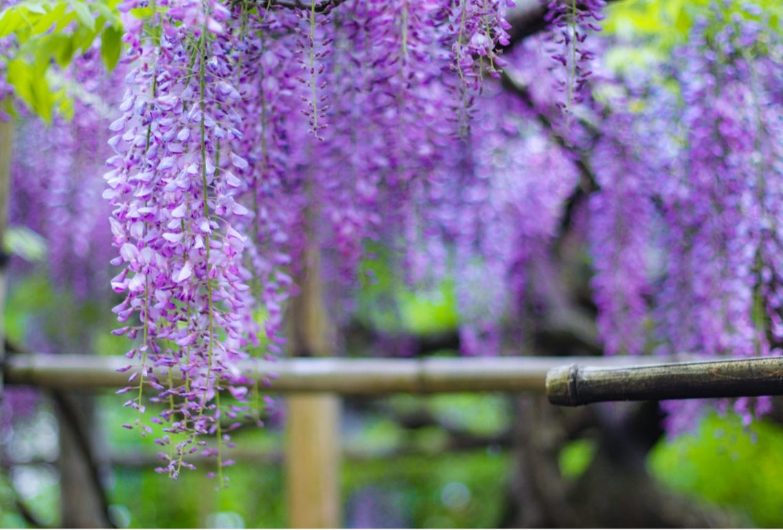 今年はもう見頃！東海最大級の藤棚を楽しむなら今【赤坂スポーツ公園】